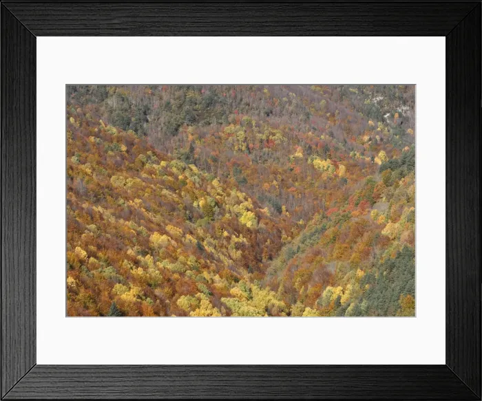 Framed Print : Mixed forest - in Autumn with Pine Poplar Oak Lime & Beech trees. Ordesa Valley - Spain Framed Print : Mixed forest - in Autumn with Pine Poplar Oak Lime & Beech trees. Ordesa Valley - Spain