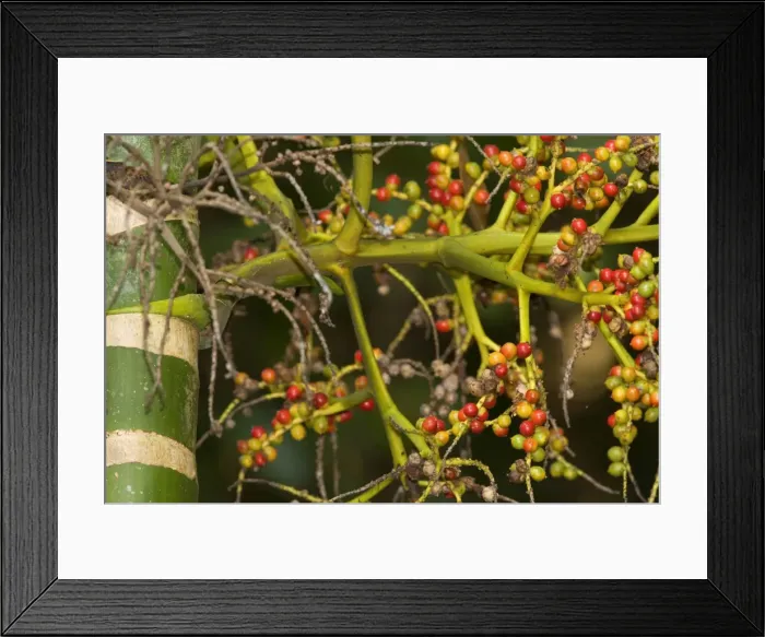 Framed Print : Solitaire Palm fruits - ripe bright red fruits of the solitaire palm lay on the ground. They are prime food for the Southern Cassowary - Tam O'Shanter National Forest, Wet Tropics World Heritage Area, Queensland, Australia Framed Print : Solitaire Palm fruits - ripe bright red fruits of the solitaire palm lay on the ground. They are prime food for the Southern Cassowary - Tam O'Shanter National Forest, Wet Tropics World Heritage Area, Queensland, Australia