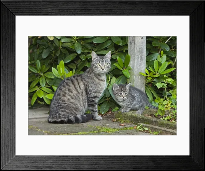 Framed Print : Cat - mother with kitten in garden - Lower Saxony - Germany Framed Print : Cat - mother with kitten in garden - Lower Saxony - Germany