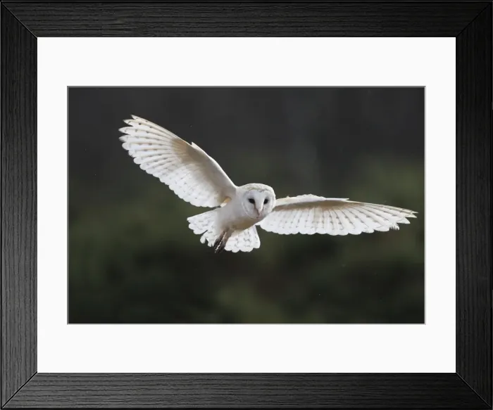 Framed Print : Barn Owl - in flight Framed Print : Barn Owl - in flight