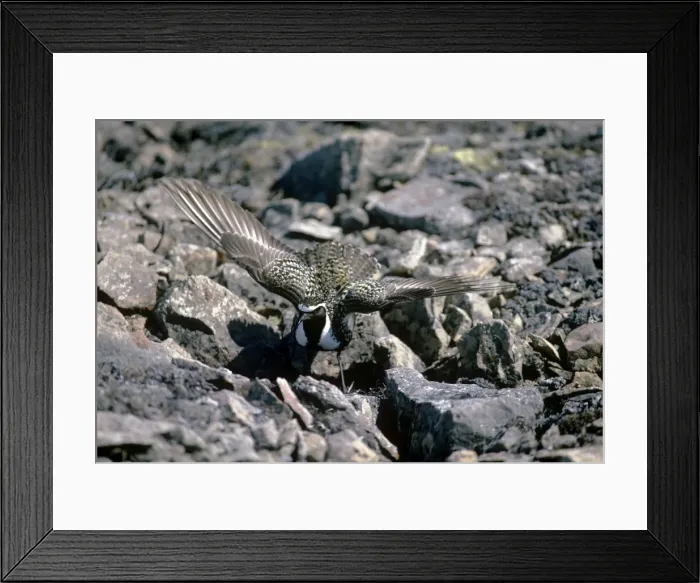 Framed Print : Golden Plover - distraction display