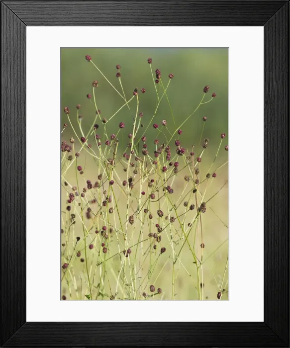 Framed Print : Great Burnet - stalks and flower heads - Lower Saxony - Germany