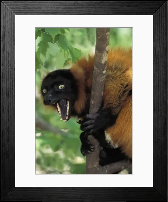 Framed Print : Red Ruffed Lemur TOM 587 Yawning while sitting in tree Varecia variegata ruber © Tom & Pat Leeson / ardea. com Framed Print : Red Ruffed Lemur TOM 587 Yawning while sitting in tree Varecia variegata ruber © Tom & Pat Leeson / ardea. com