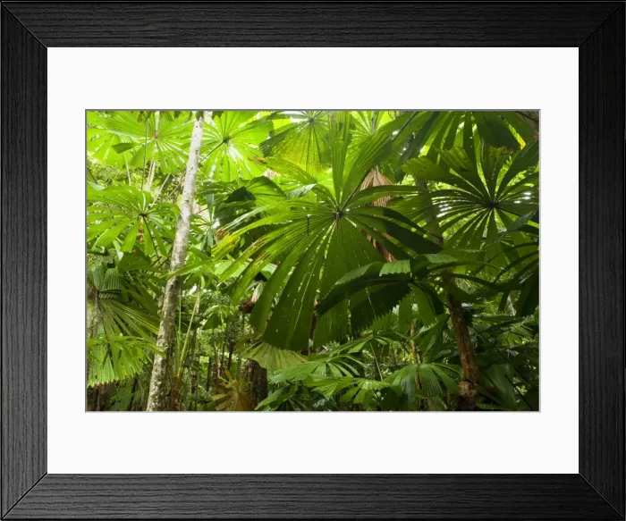 Framed Print : Licuala Fan Palm - dense stand of Licuala Fan Palms in lush tropical rainforest. The beautiful shaped leaves of this palm catch the eye at once. This is a very important tree for the Southern Cassowary Framed Print : Licuala Fan Palm - dense stand of Licuala Fan Palms in lush tropical rainforest. The beautiful shaped leaves of this palm catch the eye at once. This is a very important tree for the Southern Cassowary