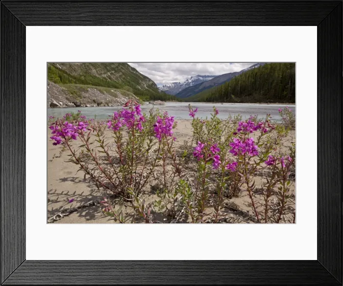Framed Print : Broad-leaved Willowherb / Fireweed - on North Saskatchewan River, Canada Framed Print : Broad-leaved Willowherb / Fireweed - on North Saskatchewan River, Canada