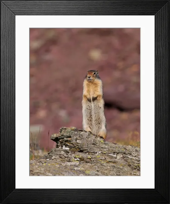 Framed Print : Columbian Ground Squirrel - Glacier National Park - USA Framed Print : Columbian Ground Squirrel - Glacier National Park - USA