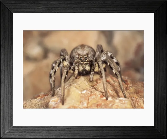 Framed Print : Wolf Spider USH 313 Spain Lycosa tarentula © Duncan Usher / ardea. com Framed Print : Wolf Spider USH 313 Spain Lycosa tarentula © Duncan Usher / ardea. com