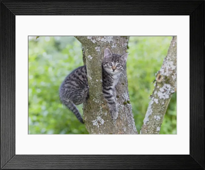 Framed Print : Cat - kitten sitting in tree - Lower Saxony - Germany Framed Print : Cat - kitten sitting in tree - Lower Saxony - Germany