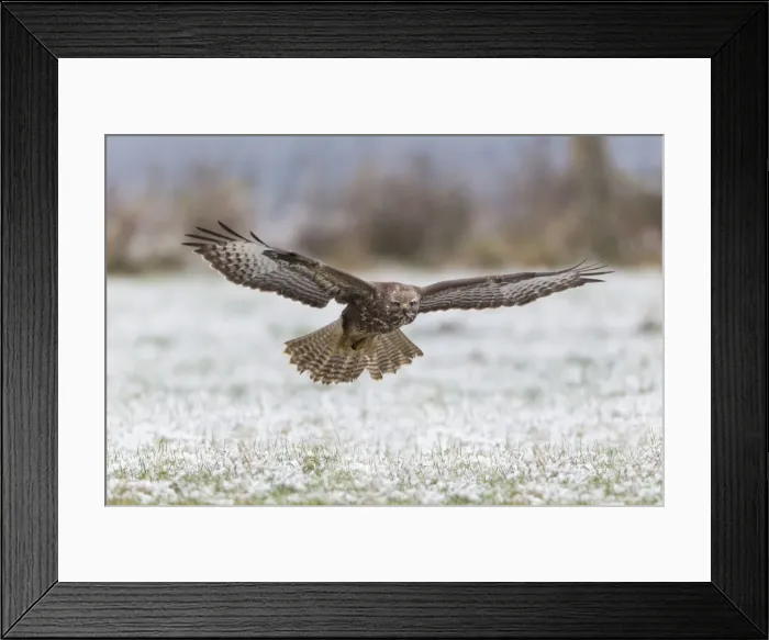 Framed Print : Common Buzzard - in flight over snow covered field - Lower Saxony - Germany Framed Print : Common Buzzard - in flight over snow covered field - Lower Saxony - Germany