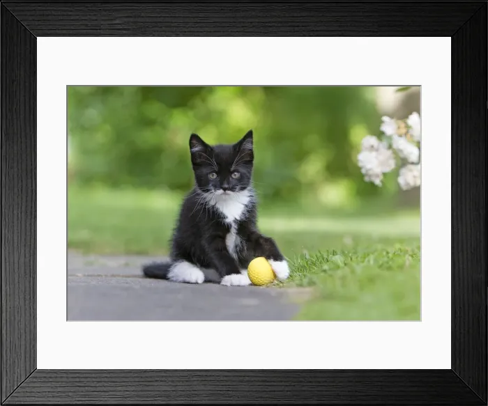 Framed Print : Cat - kitten playing with ball in garden - Lower Saxony - Germany Framed Print : Cat - kitten playing with ball in garden - Lower Saxony - Germany