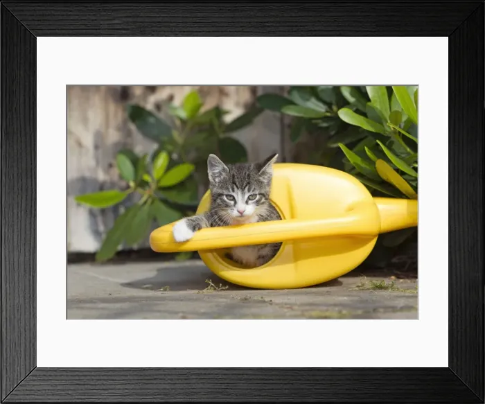 Framed Print : Cat - kitten playing in watering can - Lower Saxony - Germany