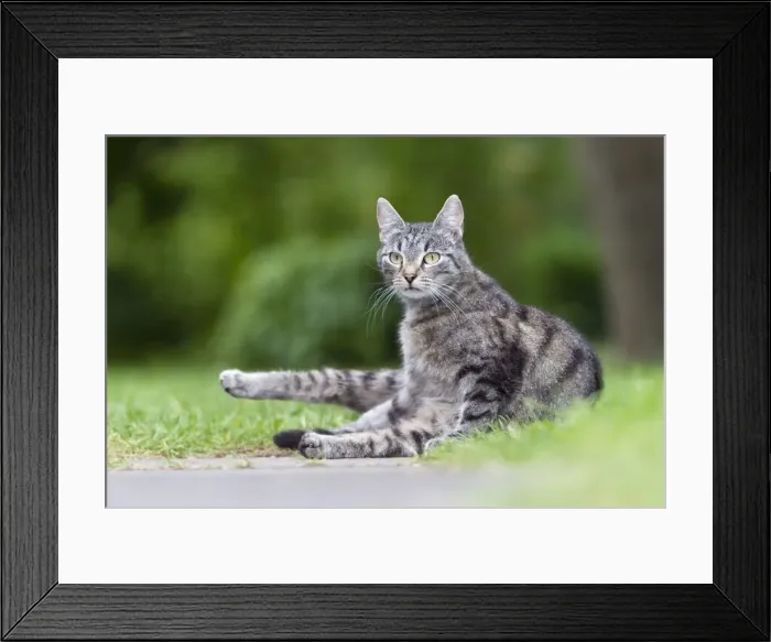 Framed Print : Cat - sitting in garden - Lower Saxony - Germany Framed Print : Cat - sitting in garden - Lower Saxony - Germany