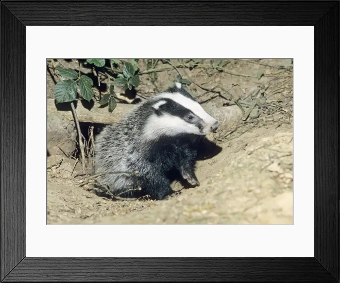 Framed Print : Badger - cub at entrance of sett - Lower Saxony - Germany Framed Print : Badger - cub at entrance of sett - Lower Saxony - Germany