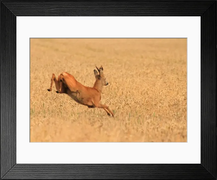 Framed Print : Roe Deer - running Framed Print : Roe Deer - running