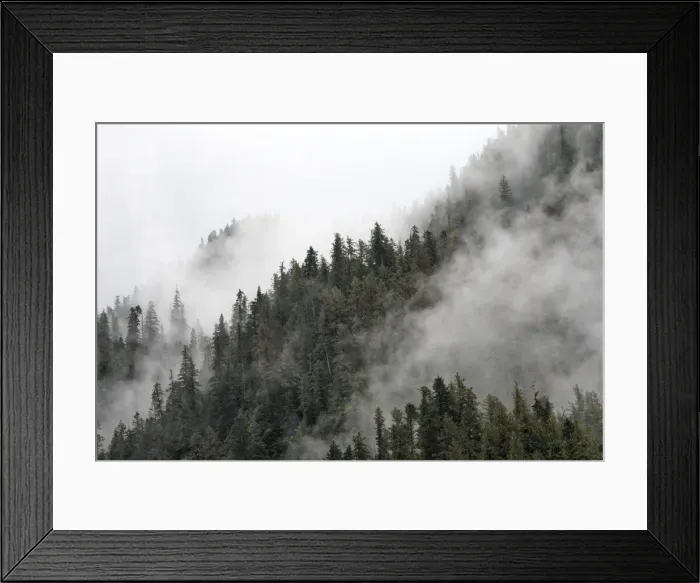 Framed Print : Temperate Rainforest & mist - Mussel Bay near Klemtu - British Colombia - Canada Framed Print : Temperate Rainforest & mist - Mussel Bay near Klemtu - British Colombia - Canada