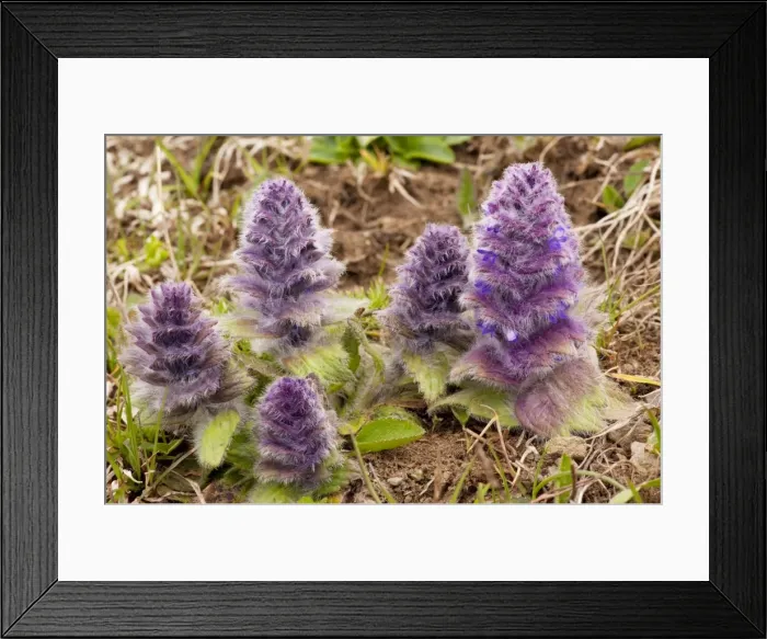 Framed Print : Pyramidal Bugle - in the Great Caucasus, Georgia Framed Print : Pyramidal Bugle - in the Great Caucasus, Georgia