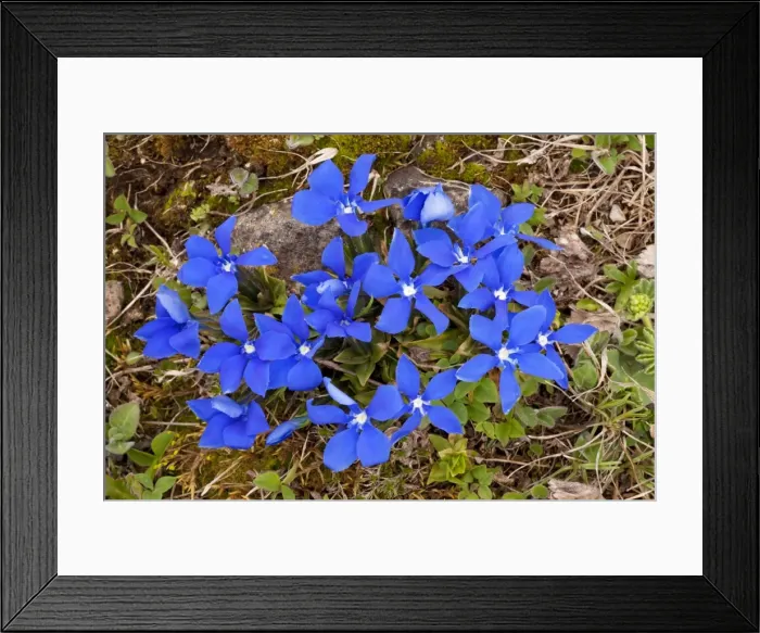 Framed Print : Angled Gentian - in the Lesser Caucasus; Georgia Framed Print : Angled Gentian - in the Lesser Caucasus; Georgia