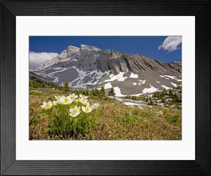 Framed Print : Western Pasque-flower / Western Anemone in the canadian rockies. Scree sloped mountains in background Framed Print : Western Pasque-flower / Western Anemone in the canadian rockies. Scree sloped mountains in background