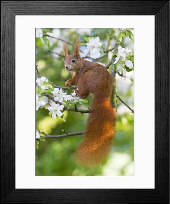 Framed Print : Red Squirrel - sitting in apple tree amongst blossom - in garden - Lower Saxony - Germany Framed Print : Red Squirrel - sitting in apple tree amongst blossom - in garden - Lower Saxony - Germany