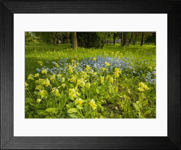 Framed Print : Masses of cowslips with Wood forget-me-not in flowery woodland clearing, Saarema, Estonia Framed Print : Masses of cowslips with Wood forget-me-not in flowery woodland clearing, Saarema, Estonia