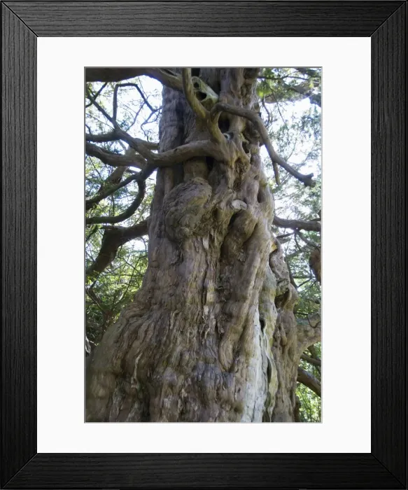 Framed Print : Ancient Yew Tree - predates the cristian church yard site and cliamed to be many thousands of years old - Crowhurst church yard sussex - UK Framed Print : Ancient Yew Tree - predates the cristian church yard site and cliamed to be many thousands of years old - Crowhurst church yard sussex - UK
