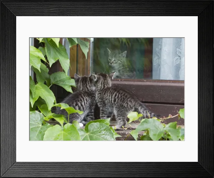 Framed Print : Cat - two kittens peering at kitten through a glass door - Lower Saxony - Germany Framed Print : Cat - two kittens peering at kitten through a glass door - Lower Saxony - Germany