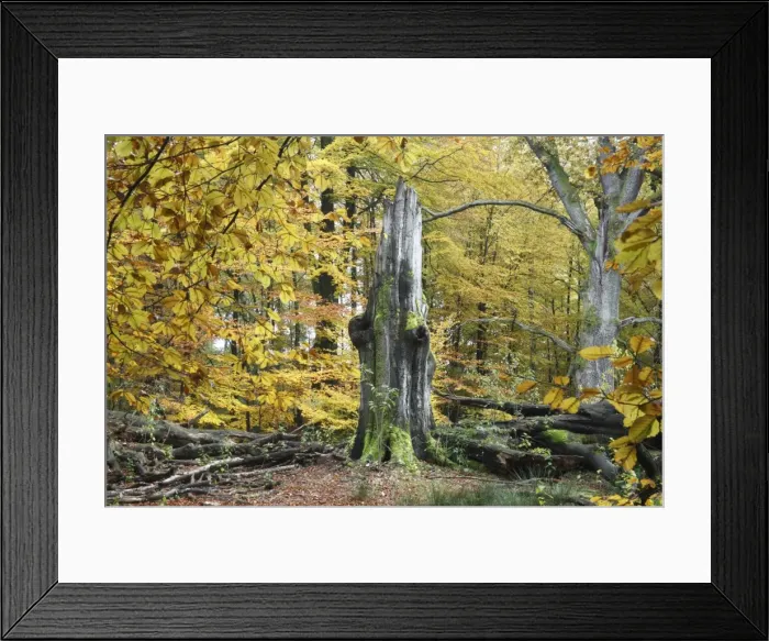 Framed Print : Ancient Beech Tree - in autumn colour - Sababurg National Park - N. Hessen - Germany Framed Print : Ancient Beech Tree - in autumn colour - Sababurg National Park - N. Hessen - Germany