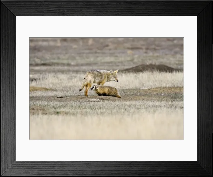 Framed Print : Coyote and American Badger (Taxidea taxus) hunting Black-tailed Prairie Dogs (Cynomys ludovicianus) together in prairie dog colony - Summer - Badlands National Park - Great Plains - South Dakota - USA _E7A2020 Framed Print : Coyote and American Badger (Taxidea taxus) hunting Black-tailed Prairie Dogs (Cynomys ludovicianus) together in prairie dog colony - Summer - Badlands National Park - Great Plains - South Dakota - USA _E7A2020