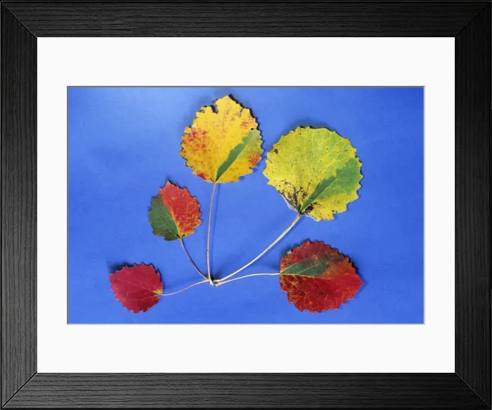 Framed Print : Aspen - autumn leaves as decoration, Lower Saxony, Germany Framed Print : Aspen - autumn leaves as decoration, Lower Saxony, Germany