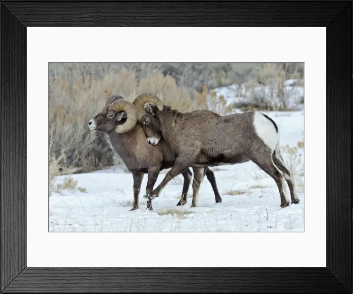 Framed Print : Rocky Mountain Bighorn Sheep - rams shoving and kicking one another in dominance display (this often leads to fighting / head butting) during fall rut - in Autumn snow - Rocky Mountains - Wyoming - USA _E7C3357 Framed Print : Rocky Mountain Bighorn Sheep - rams shoving and kicking one another in dominance display (this often leads to fighting / head butting) during fall rut - in Autumn snow - Rocky Mountains - Wyoming - USA _E7C3357