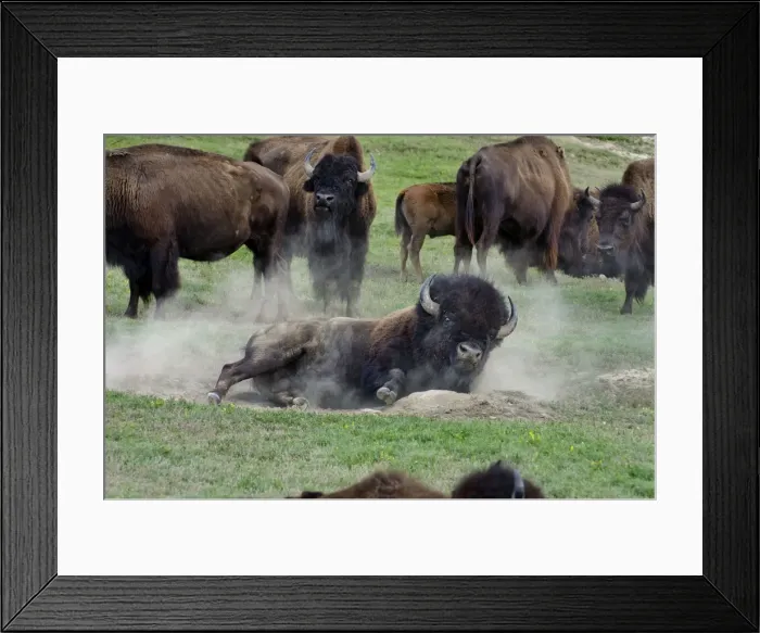 Framed Print : American Bison - bull wallowing during summer mating season - North American Great Plains - Theodore Roosevlet National Park - North Dakota - USA (while all bison use dust baths to control irritating insects (biting flies, ticks, etc)