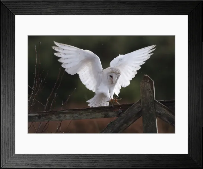 Framed Print : Barn Owl - in flight about to land on fence Framed Print : Barn Owl - in flight about to land on fence