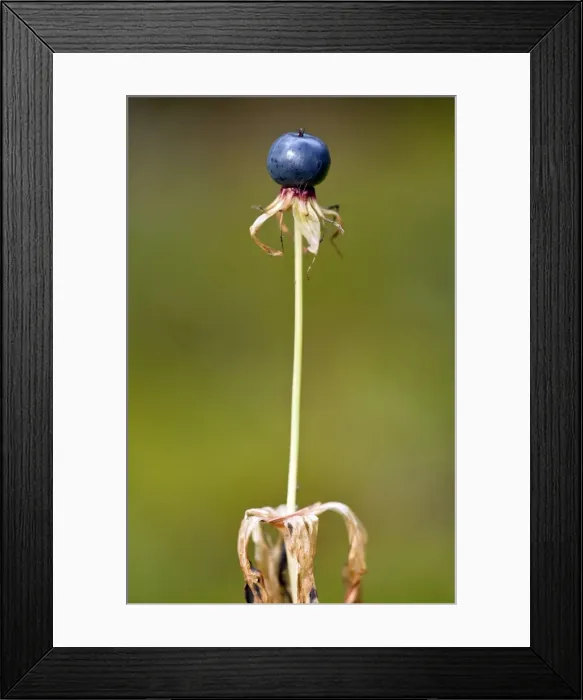 Framed Print : Ripe fruit of Herb Paris - in autumn Framed Print : Ripe fruit of Herb Paris - in autumn