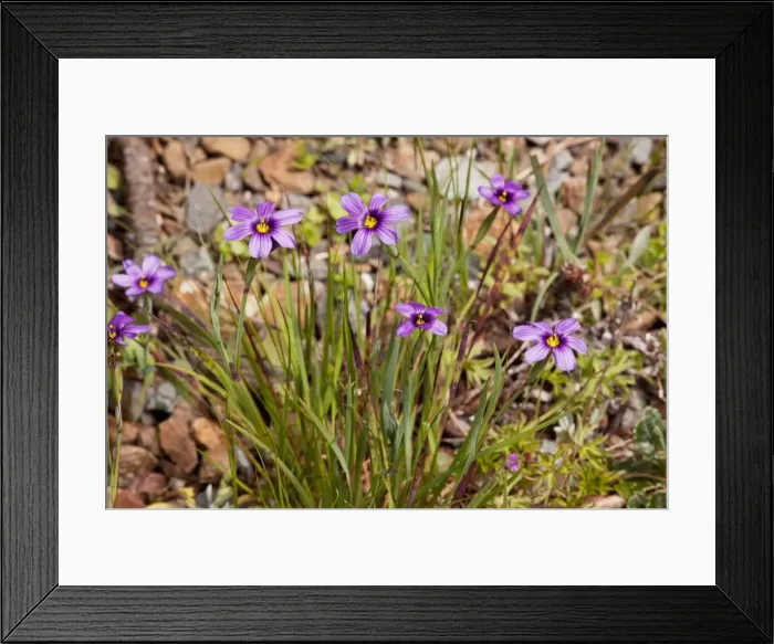 Framed Print : Western Blue-eyed Grass / Californian Blue-eyed Grass Framed Print : Western Blue-eyed Grass / Californian Blue-eyed Grass