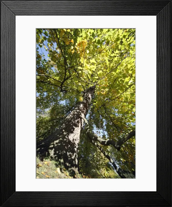 Framed Print : Tulip Tree - autumn - Hessen - Germany