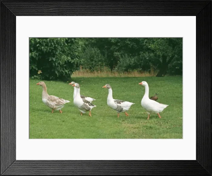 Framed Print : Domestic Geese Framed Print : Domestic Geese