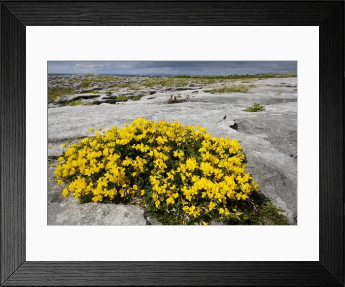 Framed Print : Bird's Foot Trefoil - on limestone pavement near Black Head, The Burren; Eire Framed Print : Bird's Foot Trefoil - on limestone pavement near Black Head, The Burren; Eire
