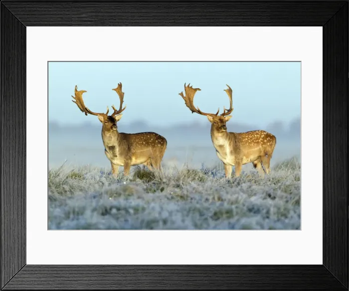 Framed Print : Fallow Deer - bucks - two standing alert on frost covered meadow - at dawn - during the rut - Seeland - Denmark Framed Print : Fallow Deer - bucks - two standing alert on frost covered meadow - at dawn - during the rut - Seeland - Denmark