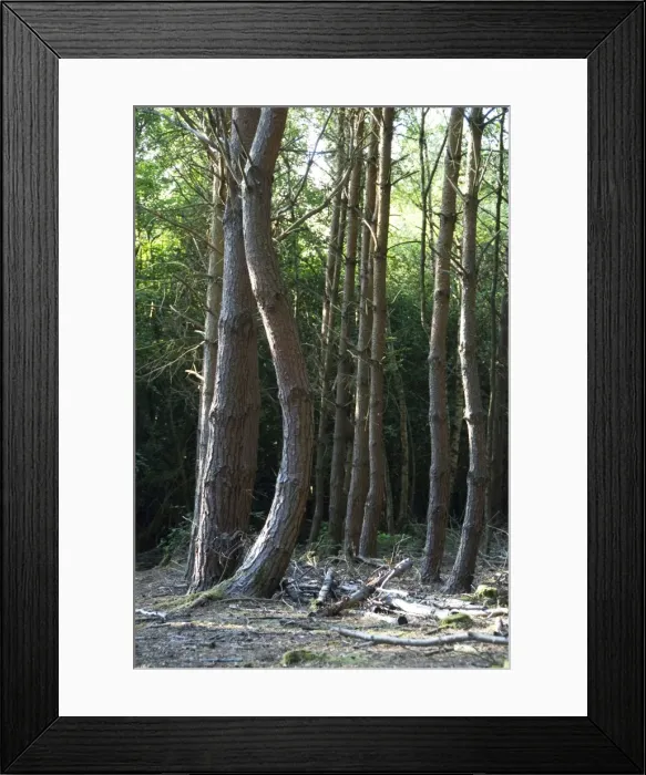 Framed Print : Scots Pine Tree - curved into post-horn deformity probably due to Pine Shoot Moth (Rhyacionia buoliana) Framed Print : Scots Pine Tree - curved into post-horn deformity probably due to Pine Shoot Moth (Rhyacionia buoliana)