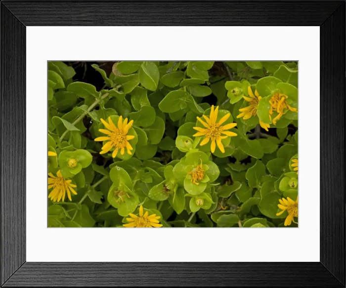 Framed Print : Salad bush - South Africa Framed Print : Salad bush - South Africa