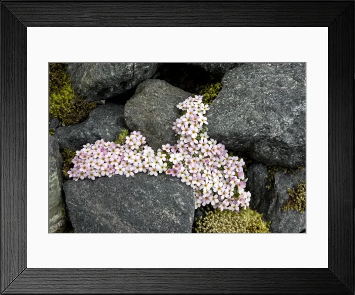Framed Print : Alpine Rock-Jasmine - cushion alpine at high altitude in Swiss Alps Framed Print : Alpine Rock-Jasmine - cushion alpine at high altitude in Swiss Alps