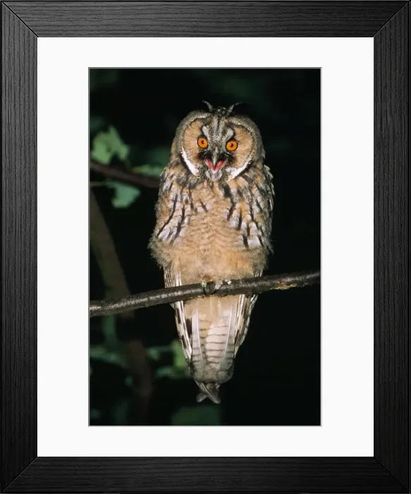 Framed Print : Long-eared Owl USH 356 Young bird begging for food Asio otus © Duncan Usher / ardea. com Framed Print : Long-eared Owl USH 356 Young bird begging for food Asio otus © Duncan Usher / ardea. com