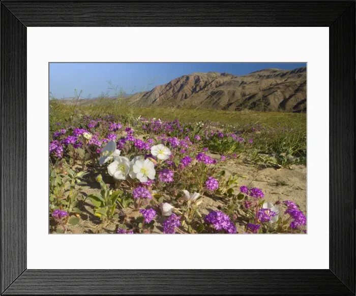 Framed Print : Sand Verbenas dotted with Dune Evening Primrose (Oenothera deltoides)Brown-eyed Evening Primrose (Camissonia claviformis) and Desert Sunflower (Geraea canescens) - Anza Borrego Desert State Park - California - USA Framed Print : Sand Verbenas dotted with Dune Evening Primrose (Oenothera deltoides)Brown-eyed Evening Primrose (Camissonia claviformis) and Desert Sunflower (Geraea canescens) - Anza Borrego Desert State Park - California - USA