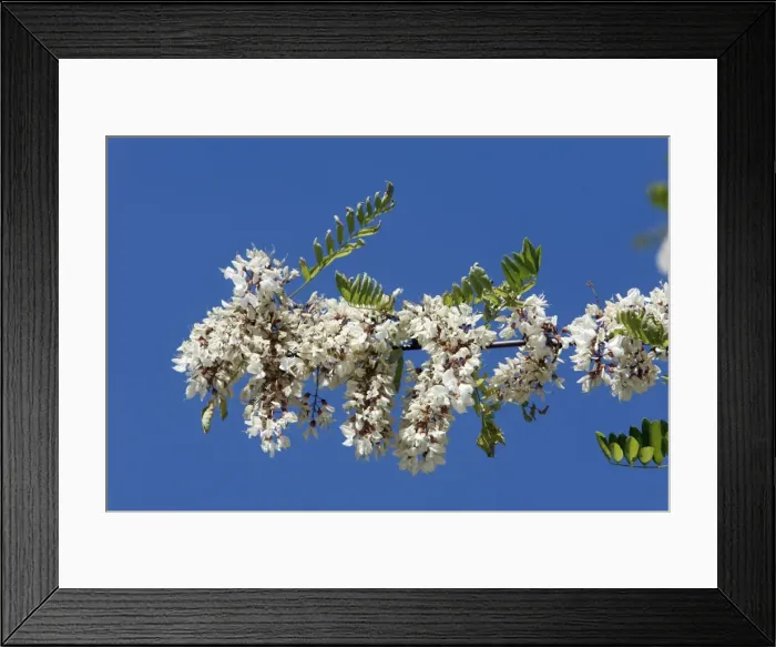 Framed Print : Locust Tree or Acacia - blossom, Extremadura, Spain Framed Print : Locust Tree or Acacia - blossom, Extremadura, Spain