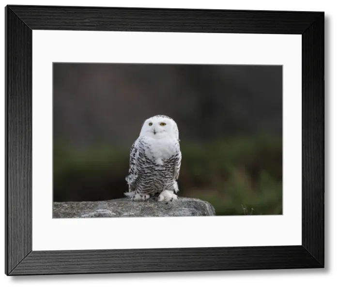 Framed Print : Snowy Owl - resting on rock Framed Print : Snowy Owl - resting on rock