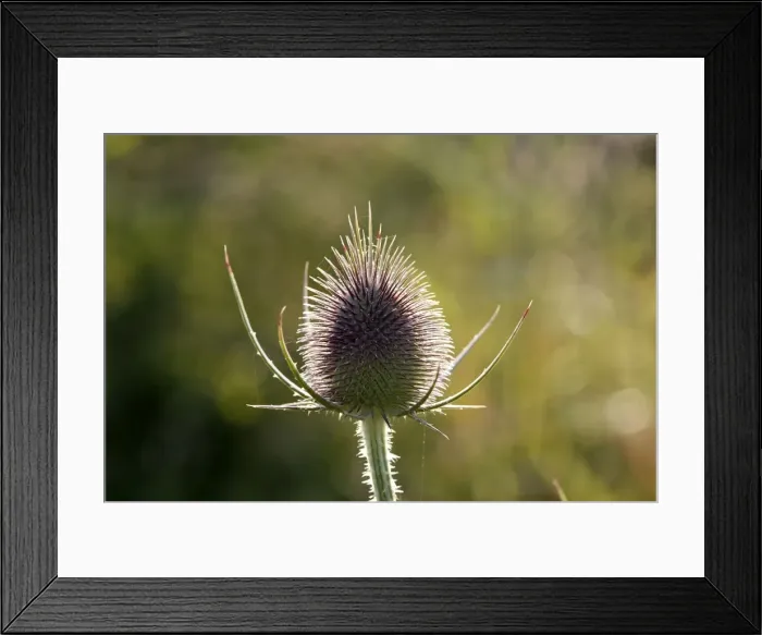Framed Print : Thistle. WAT-15721. Thistle. Cirsium sp. M. Watson. Framed Print : Thistle. WAT-15721. Thistle. Cirsium sp. M. Watson.