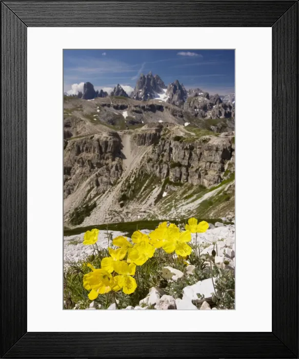 Framed Print : Rhaetian Poppy on the Tre Cime de Lavaredo, Dolomites, Italy Framed Print : Rhaetian Poppy on the Tre Cime de Lavaredo, Dolomites, Italy