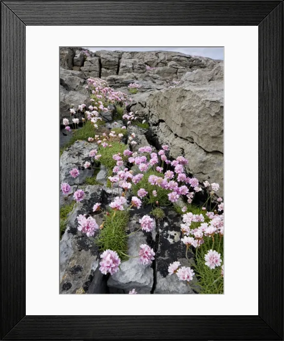 Framed Print : Thrift - on coastal limestone pavement, The Burren; Eire Framed Print : Thrift - on coastal limestone pavement, The Burren; Eire