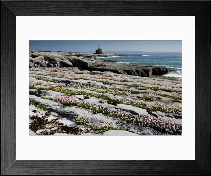 Framed Print : Masses of thrift growing in lines on limestone pavement on Inisheer with the wreck of the Plassey beyond; the Burren, western Eire