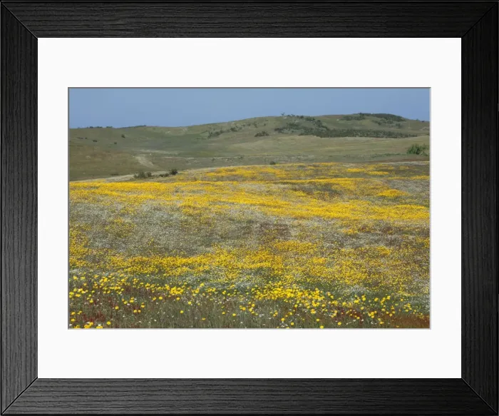 Framed Print : Wild Flowers - covering hill land in spring, Herdade de Sao Marcos Great Bustard Reseve and NP, beside township Castro Verde, Alentejo, Portugal Castro Verde region in Portugal is mineral rich area of mining hills known as a pene plain Framed Print : Wild Flowers - covering hill land in spring, Herdade de Sao Marcos Great Bustard Reseve and NP, beside township Castro Verde, Alentejo, Portugal Castro Verde region in Portugal is mineral rich area of mining hills known as a pene plain